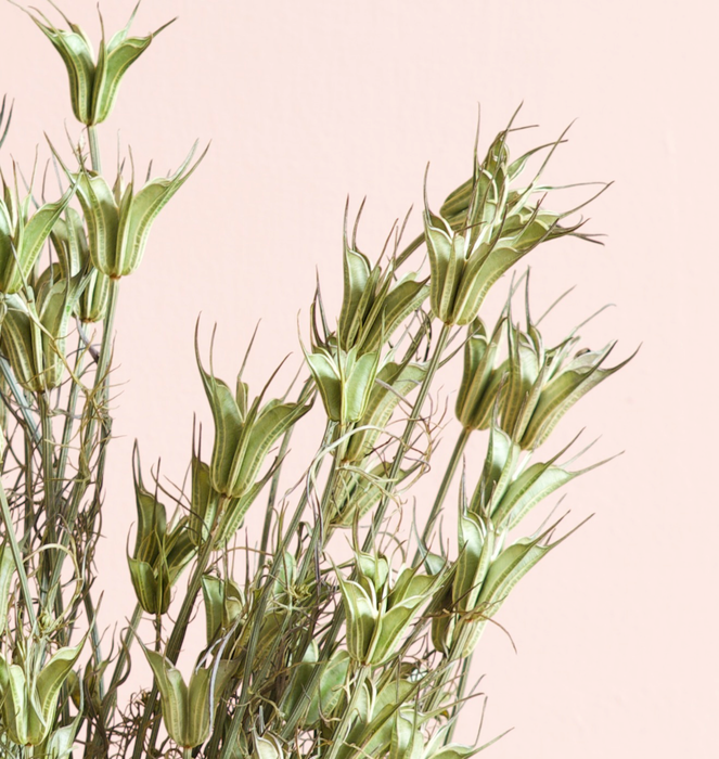 Nigella Orientalis - Green / Natural