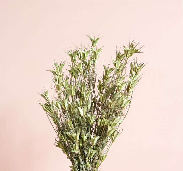 Nigella Orientalis - Green / Natural
