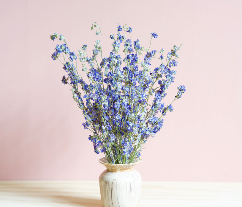 Delphinium - Blue