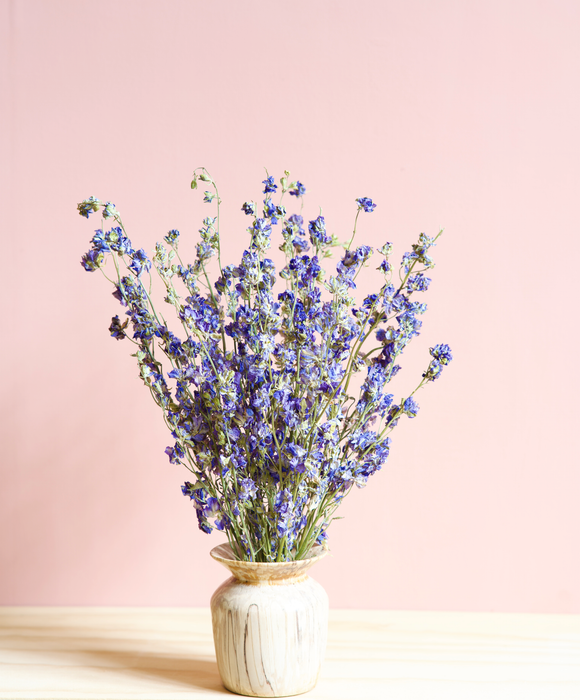 Delphinium - Blue