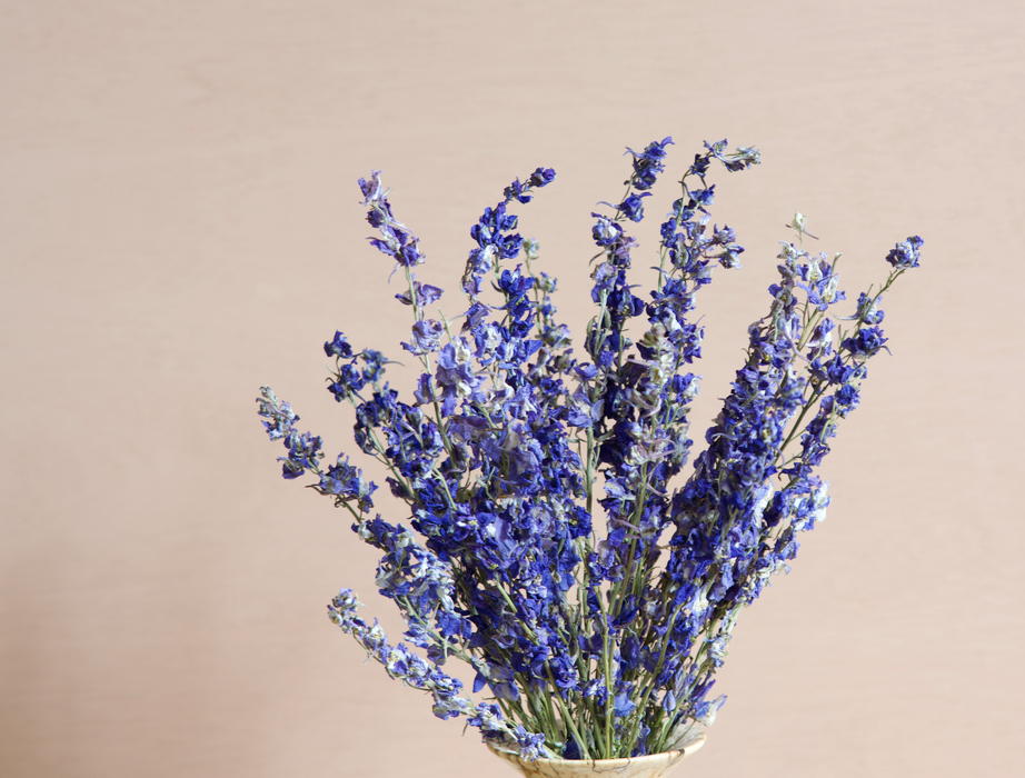 Delphinium - Purple