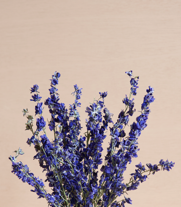 Delphinium - Dark Purple