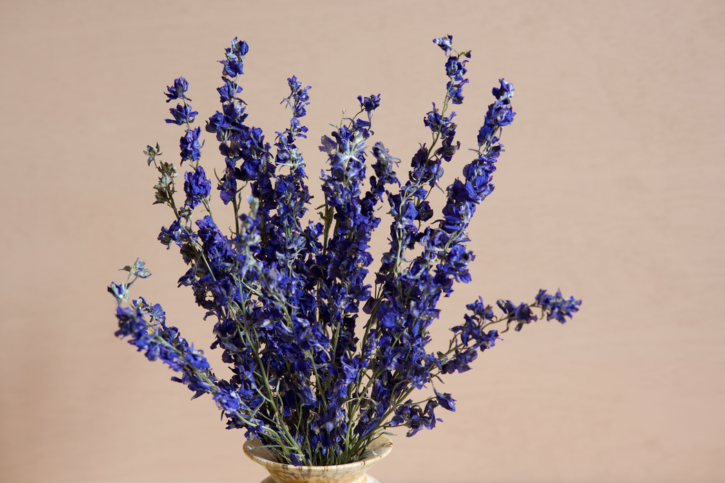 Delphinium - Dark Purple