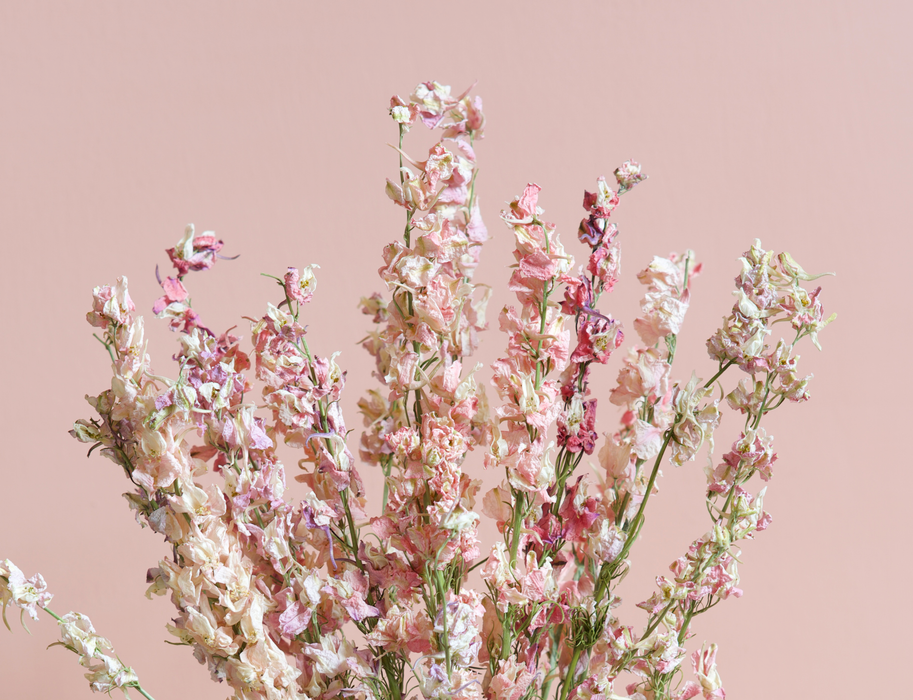 Delphinium - Mixed Pink