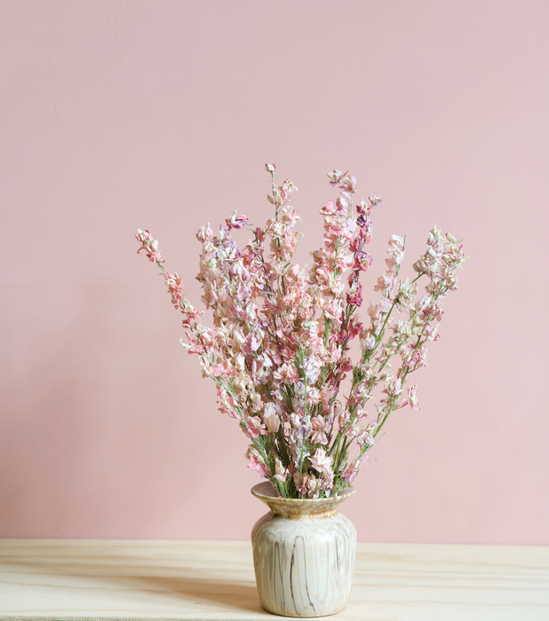 Delphinium - Mixed Pink