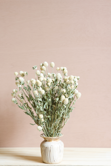Gomphrena - Cream