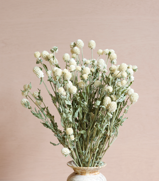 Gomphrena - Cream