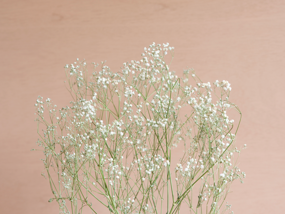 Gypsophila - White