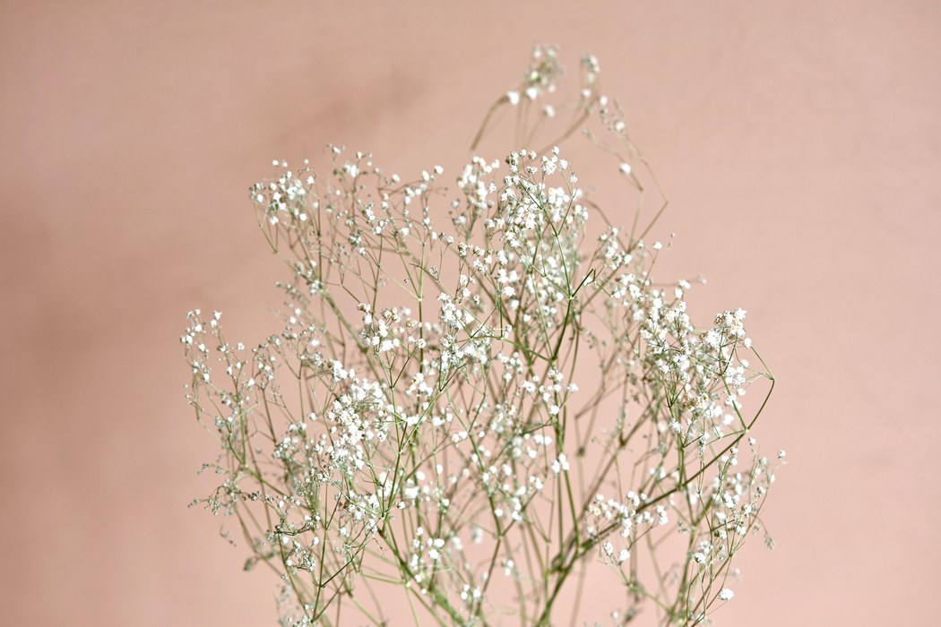 Gypsophila - White