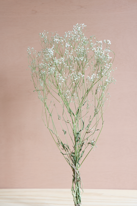 Gypsophila - White