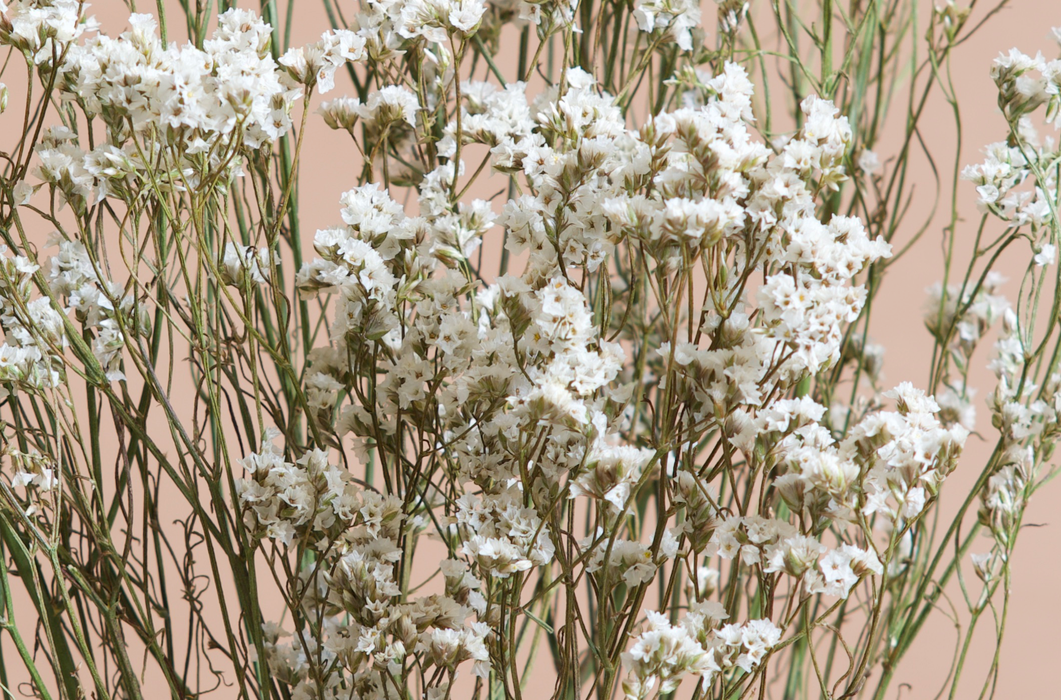 Limonium - White