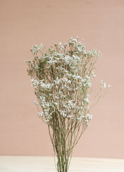 Limonium - White