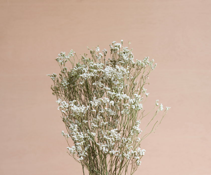 Limonium - White