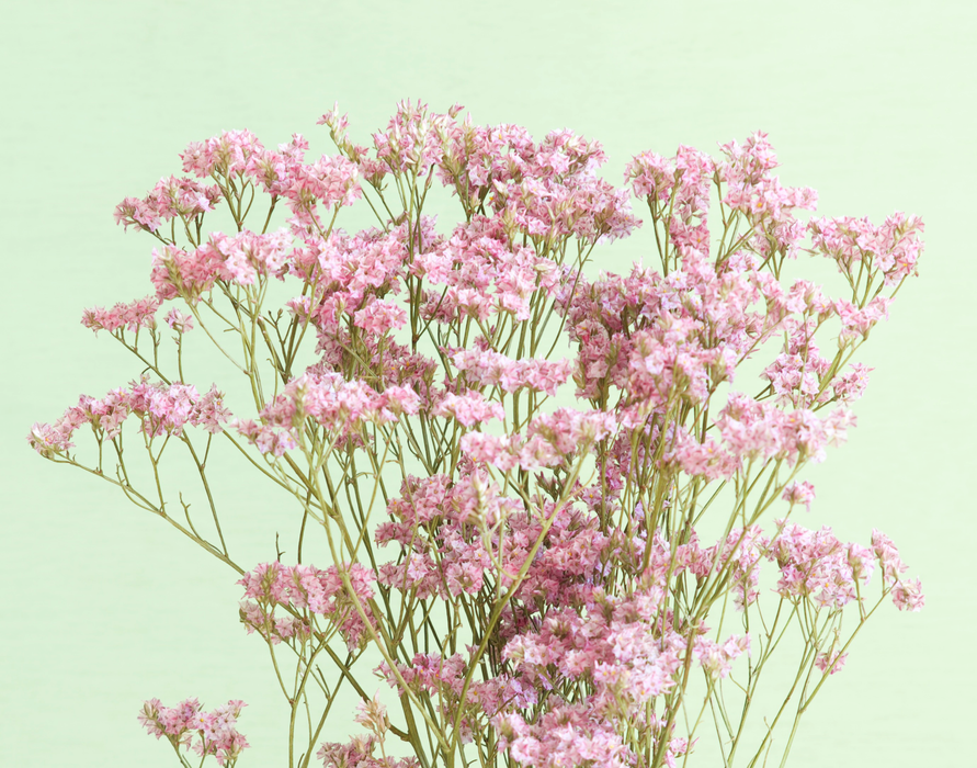 Limonium - Pink