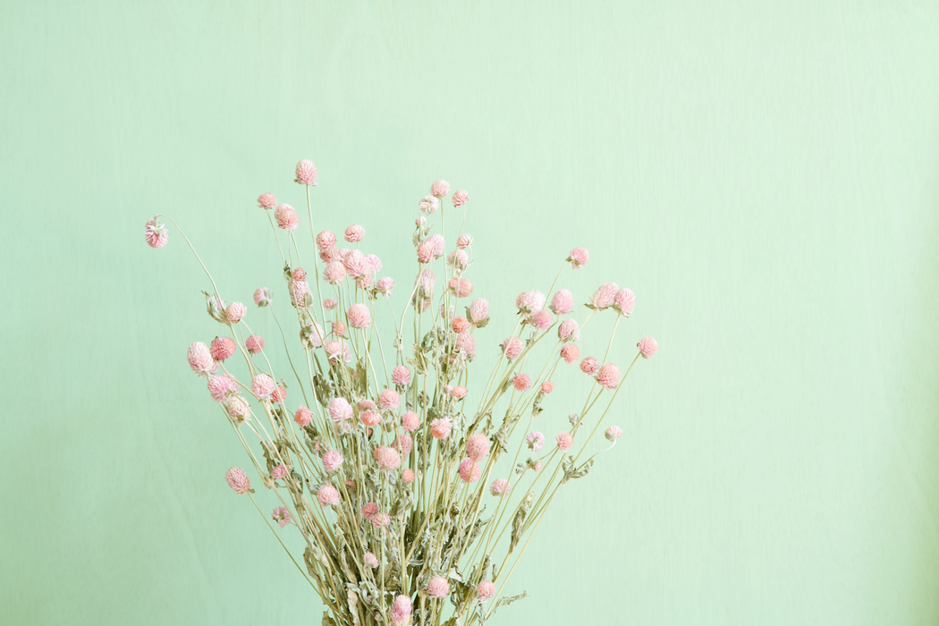 Gomphrena - Pink