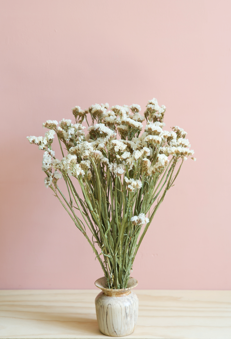 Statice - White