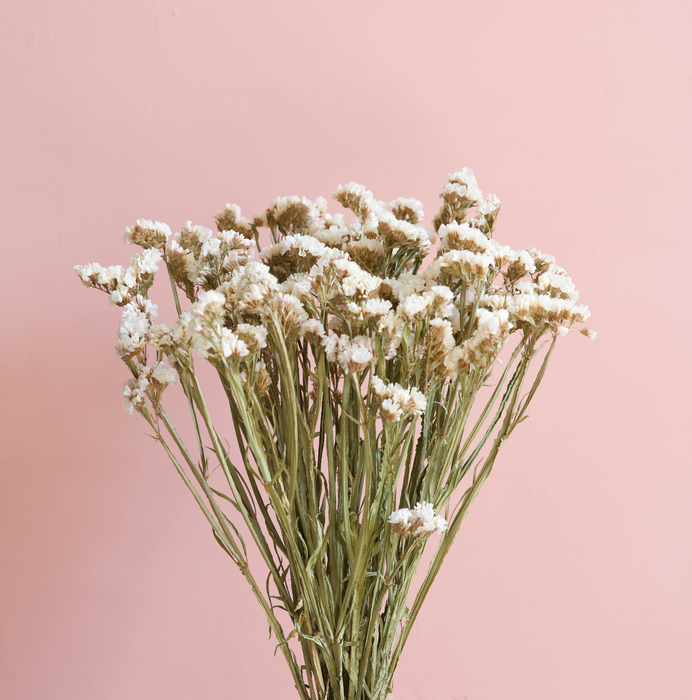 Statice - White