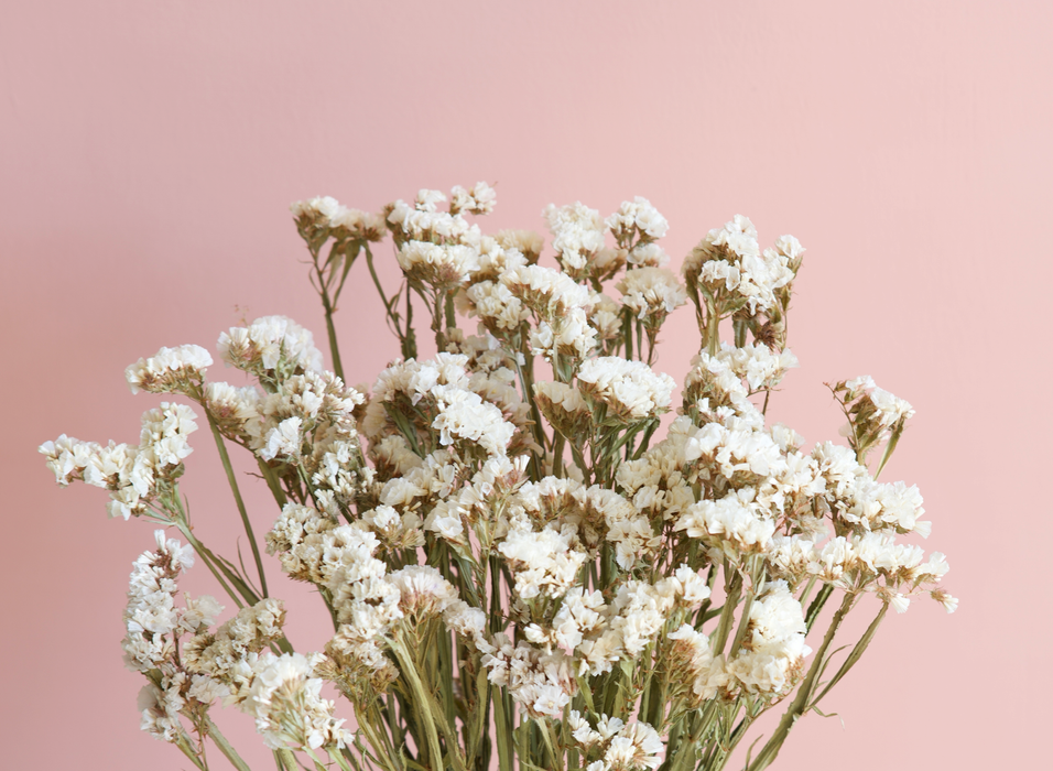 Statice - White