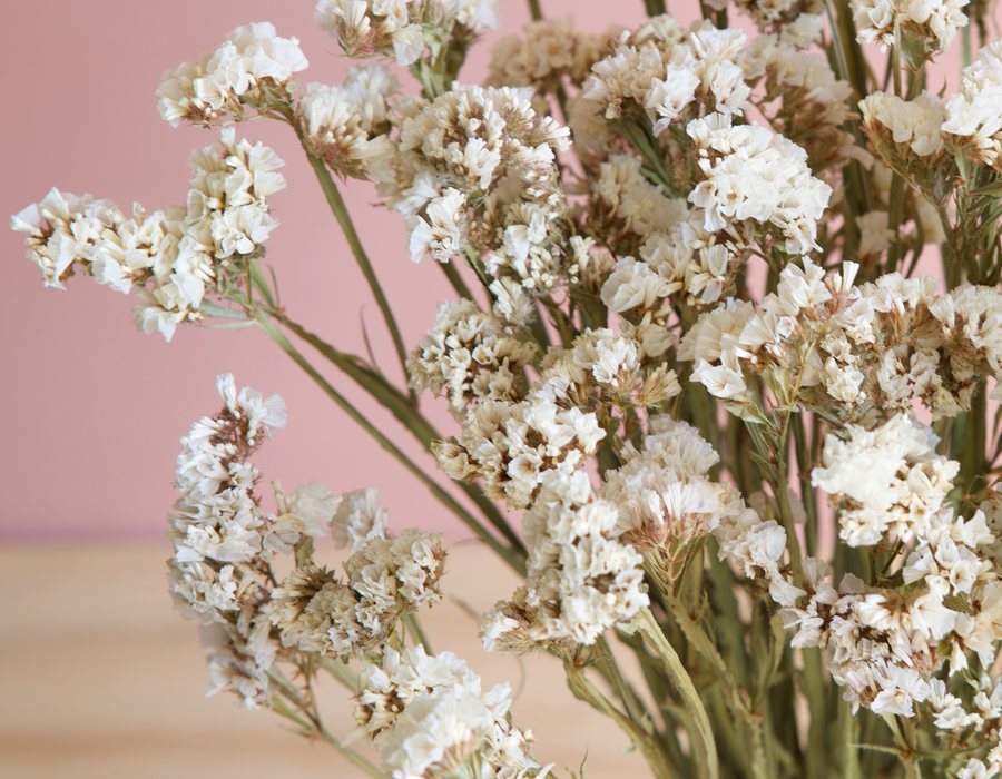 Statice - White