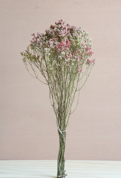 Limonium - Coral Pink