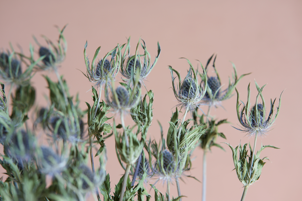 Eryngium - Long Stemmed Blue