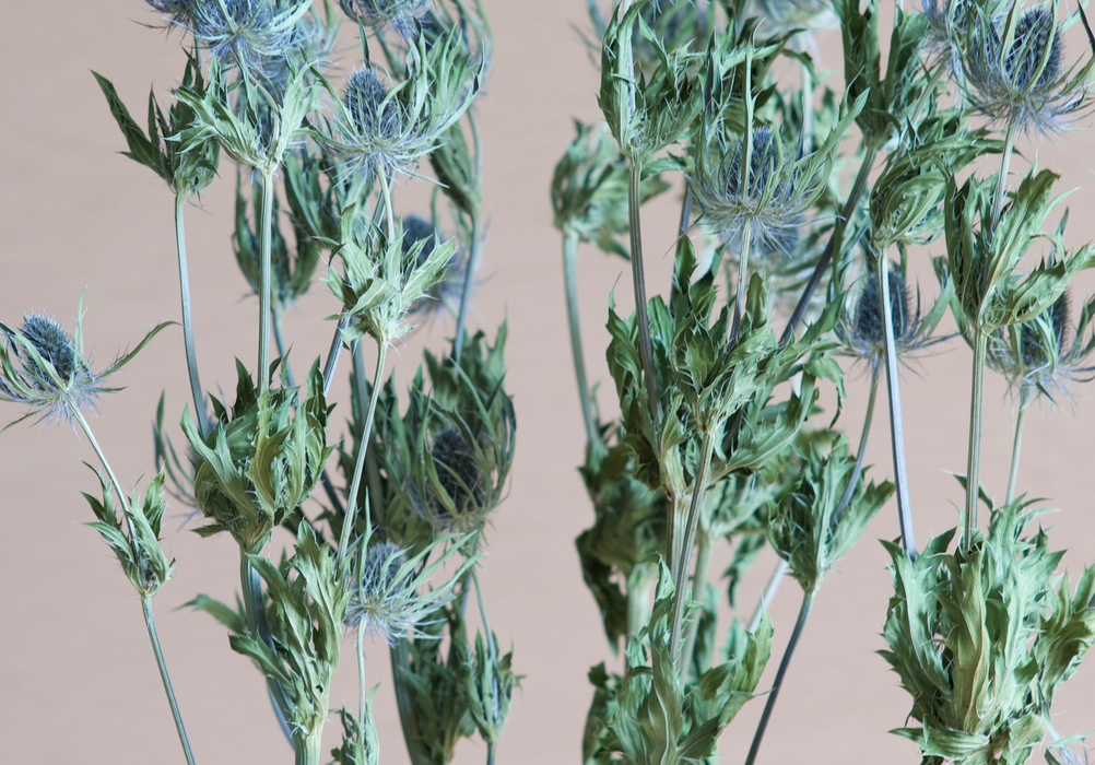 Eryngium - Long Stemmed Blue