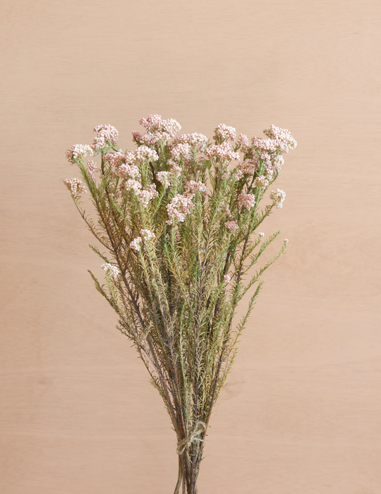 Ozothamnus - Rice Flower Pink