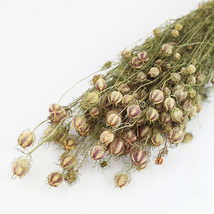 Nigella Pods