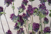 Purple bee balm flowers with green leaves on long stems, photographed against a light neutral background.