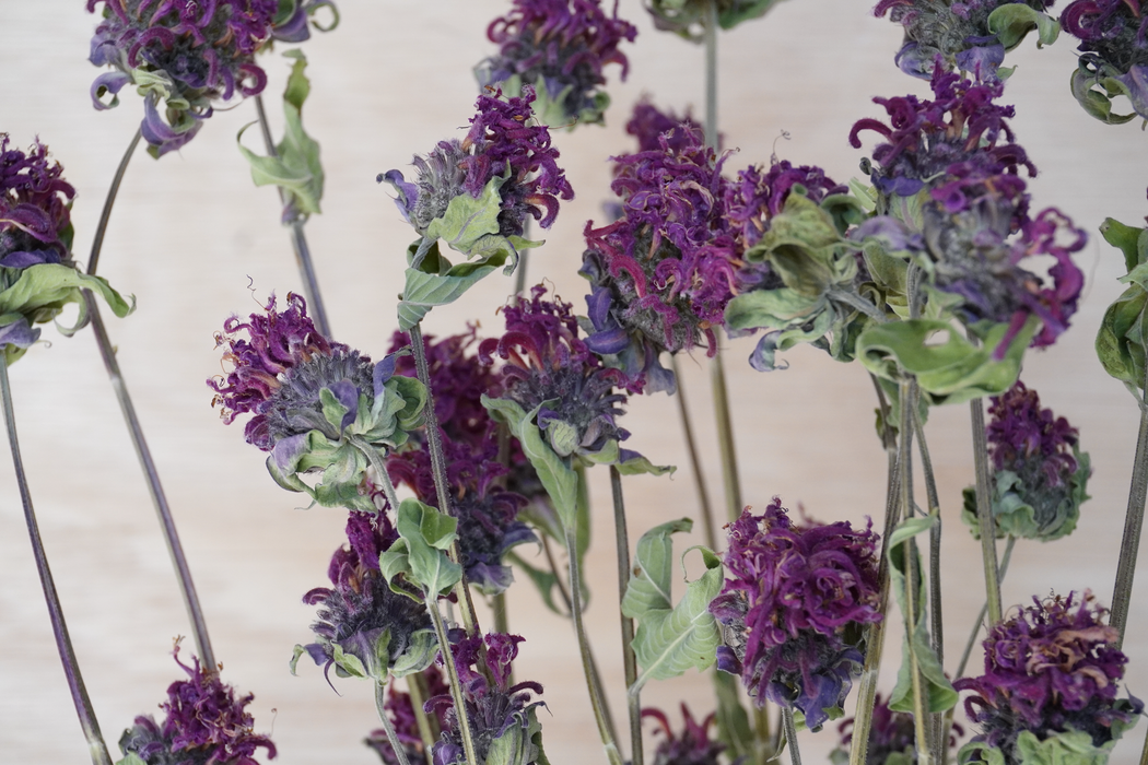 Purple bee balm flowers with green leaves on long stems, photographed against a light neutral background.